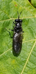 Hermetia illucens