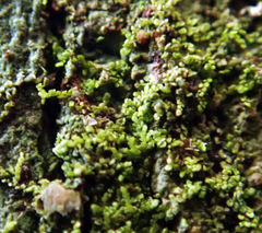 Metalejeunea cucullata