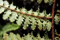 Myriopteris microphylla