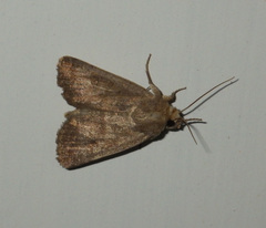 Hoplodrina octogenaria