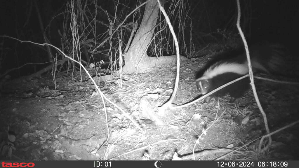 Striped Skunk In December 2024 By Chris Acree · Inaturalist