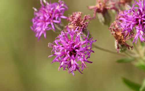 Vernonia X guadalupensis