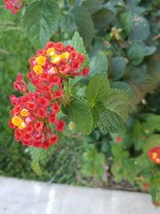 Lantana