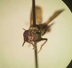 Cerotainia macrocera