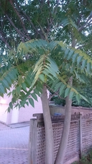 Ailanthus altissima