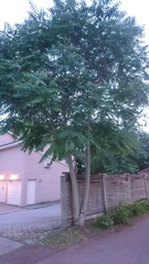 Ailanthus altissima