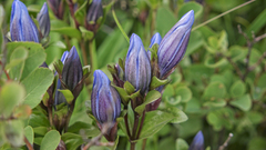 Gentiana calycosa