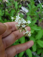 Valeriana californica