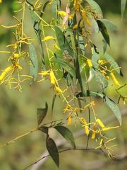 Acacia difficilis