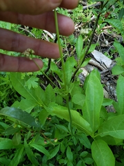 Valeriana californica