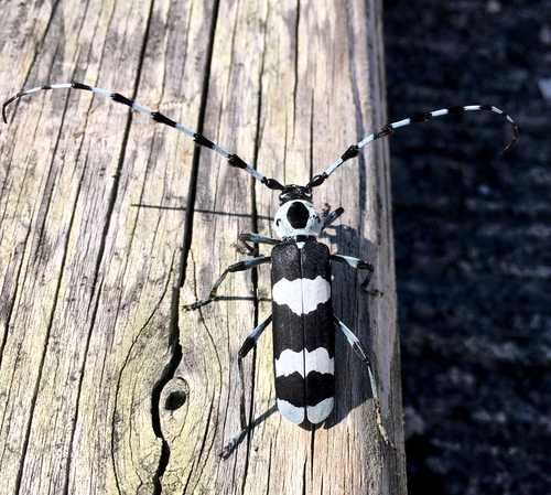 Banded Alder Borer