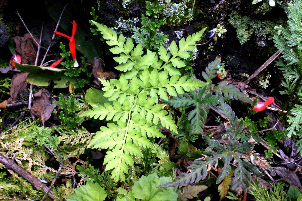 Cheilanthes skinneri