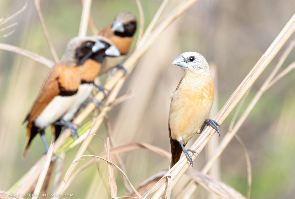 Yellow-rumped Munia photo