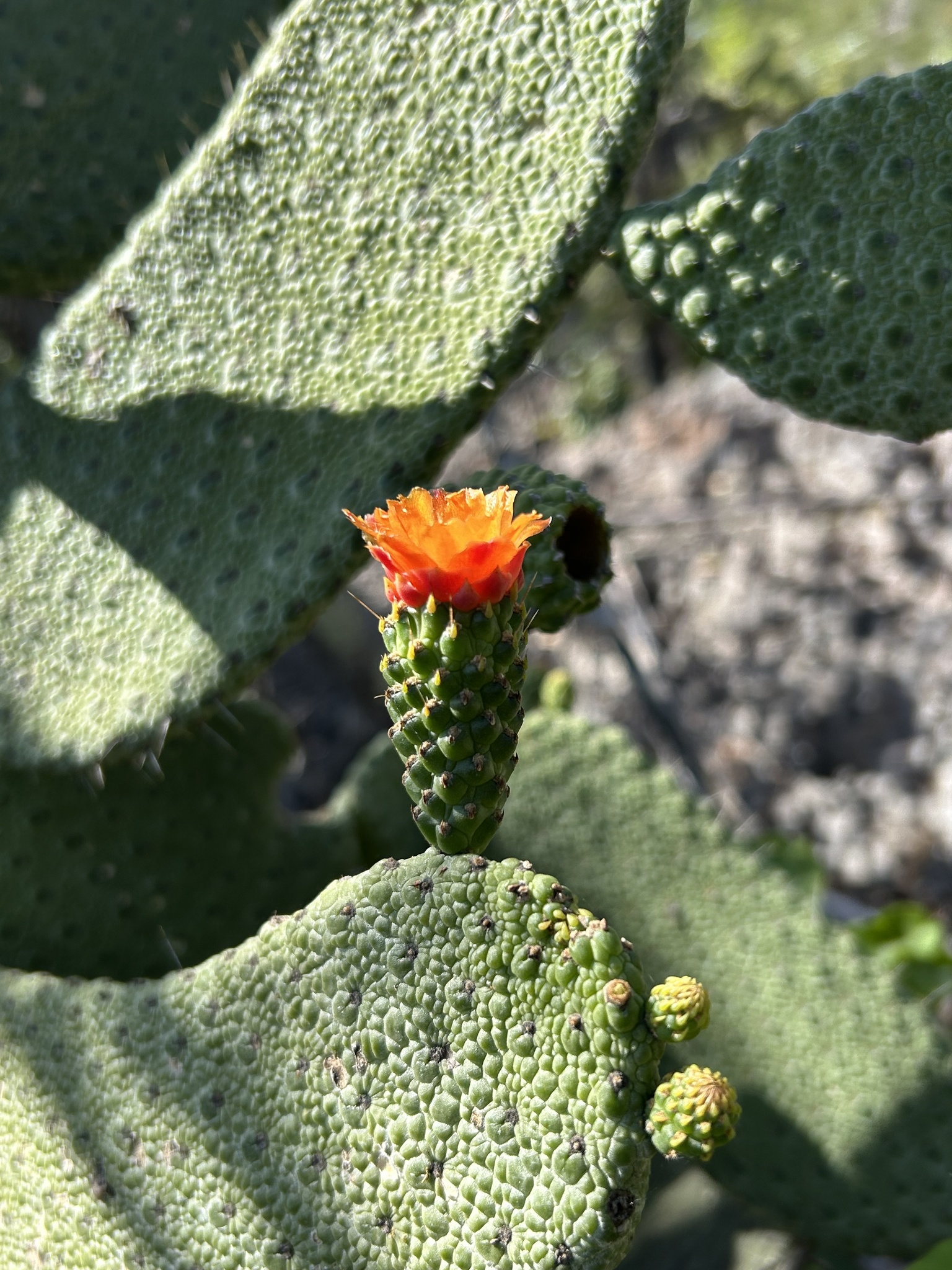 Consolea moniliformis