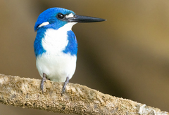 Little Kingfisher photo 2