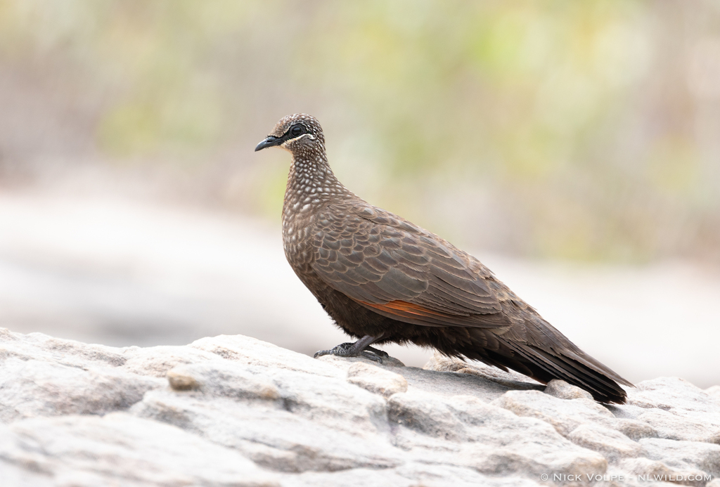 Chestnut-quilled Rock-Pigeon photo