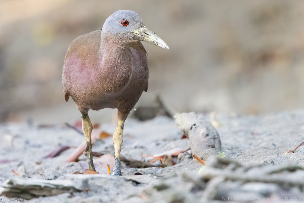 Chestnut Rail in September 2024 by Nick Volpe · iNaturalist