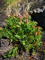 Hedysarum hedysaroides