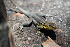 Tawny Dragon photo 2
