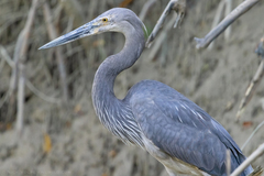 Great-Billed Heron photo 2