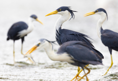 Pied Heron photo 1