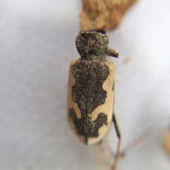 Neocicindela latecincta