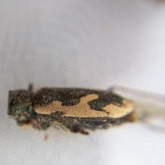 Neocicindela latecincta