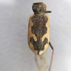 Neocicindela latecincta