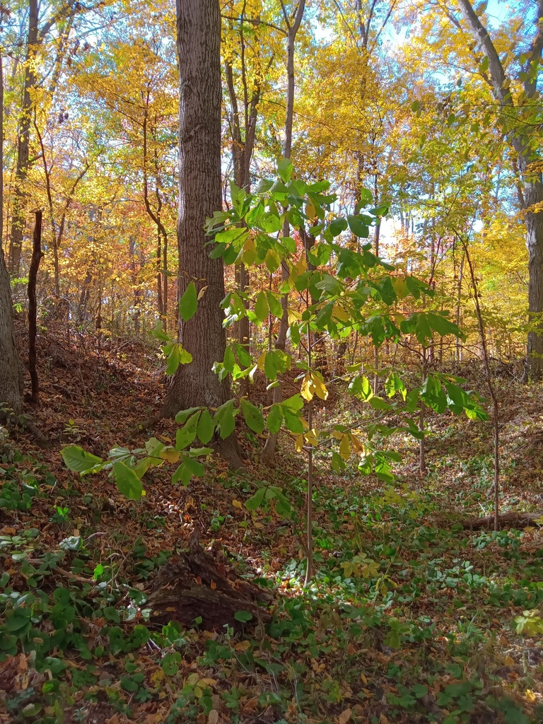 common pawpaw from Vermillion County, IN, USA on October 27, 2024 at 02 ...