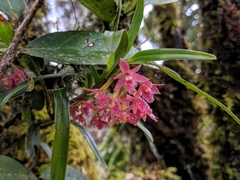 Epidendrum oxysepalum
