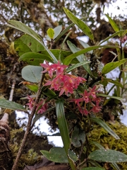 Epidendrum oxysepalum