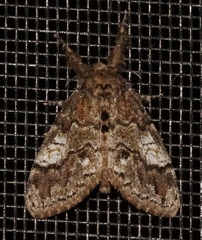 Dasychira plagiata