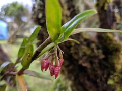 Epidendrum oxysepalum