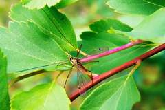 Nephrotoma cornicina