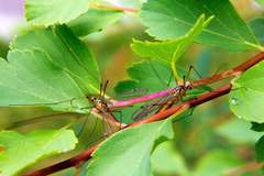 Nephrotoma cornicina