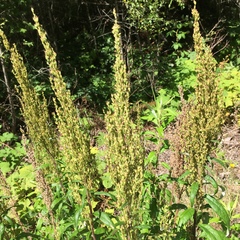 Artemisia suksdorfii