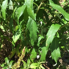 Artemisia suksdorfii