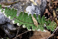 Notholaena schaffneri