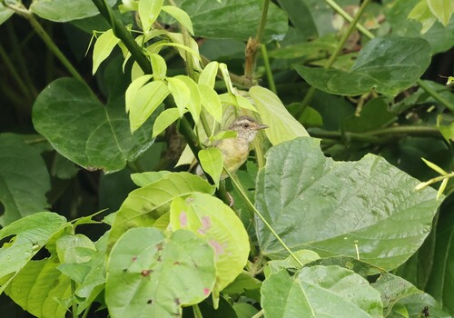 Green Crombec (Sylvietta virens), photo 6