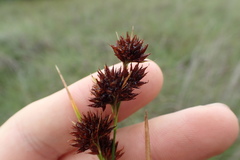 Rhynchospora glomerata