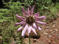 Iostephane heterophylla