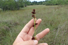 Rhynchospora glomerata