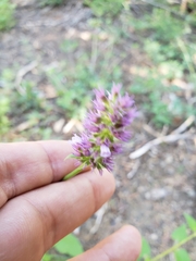 Agastache urticifolia