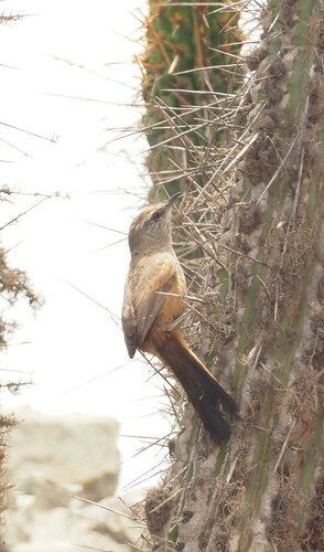 Dusky-tailed Canastero (Pseudasthenes humicola), photo 6