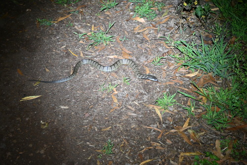 Tiger Snake sighting