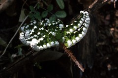 Notholaena schaffneri