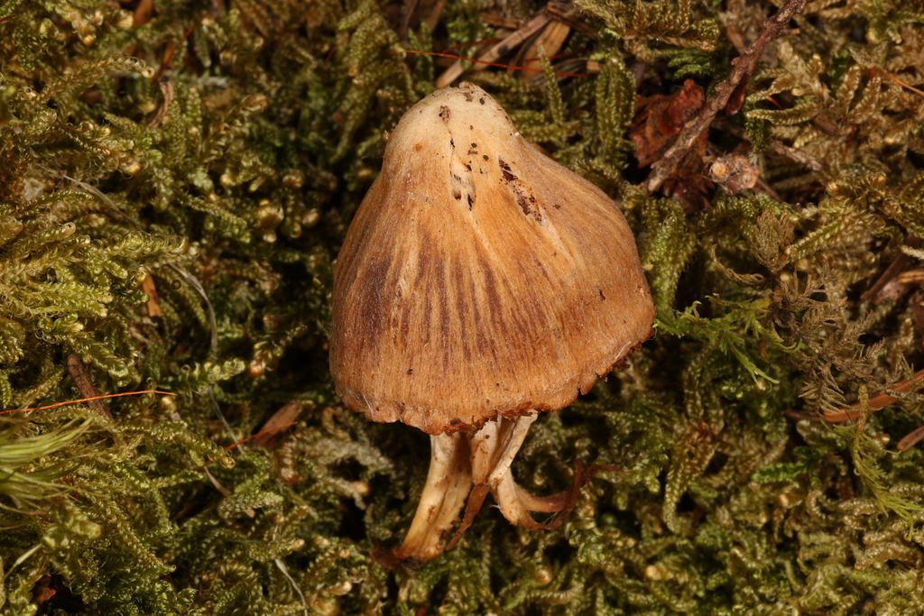 Cortinarius sp. 'NB23'