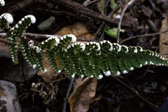 Notholaena schaffneri