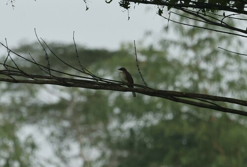 Simple Greenbul (Chlorocichla simplex), photo 10