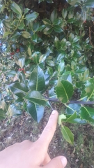 Ilex aquifolium